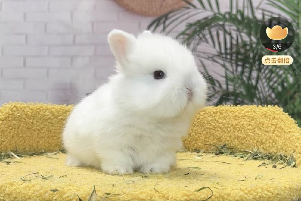 Siz yoqtiradigan karlik quyonchalari