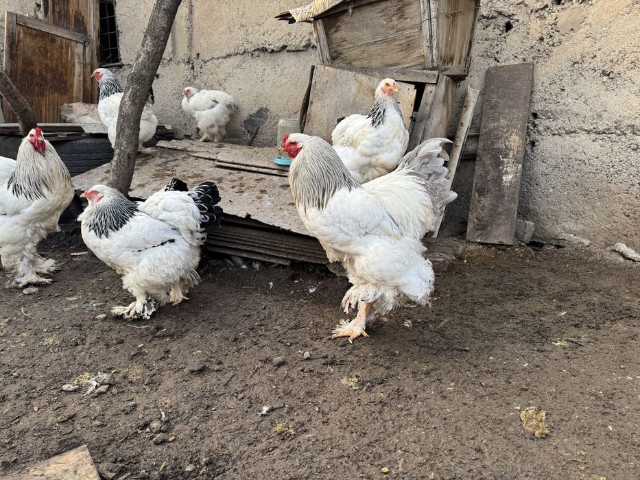 Петухи и куры брама