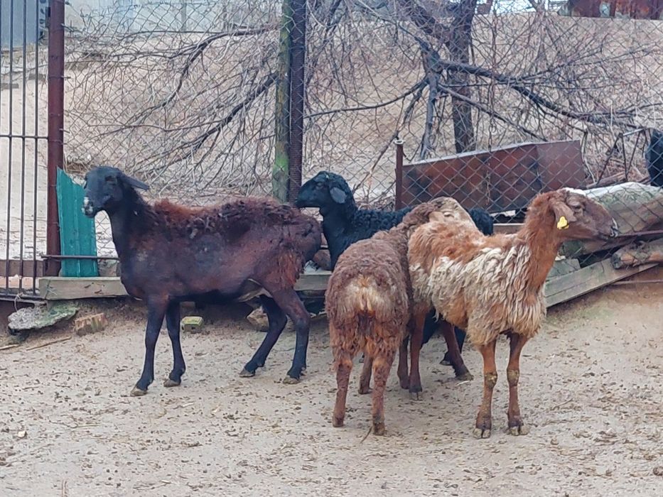 Жас ірі денелі қисары қозылы қойлар сатылады