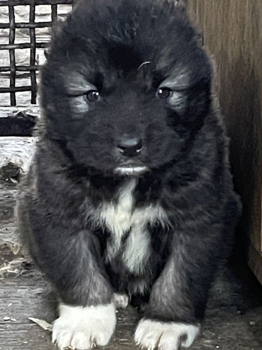 Щенки кавказской овчарки