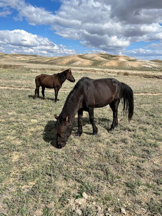 Екі қазақы жабы айғырлар сатылады