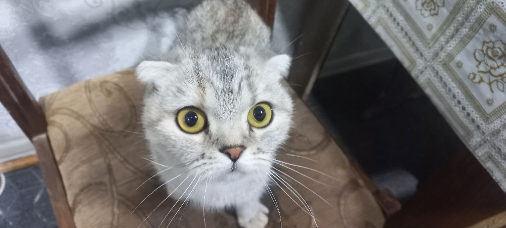 Toza Zotor Mushuk nomi Scottish fold