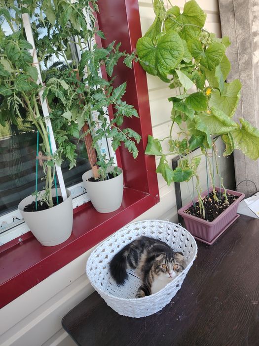 Продам котёнка вислоухий