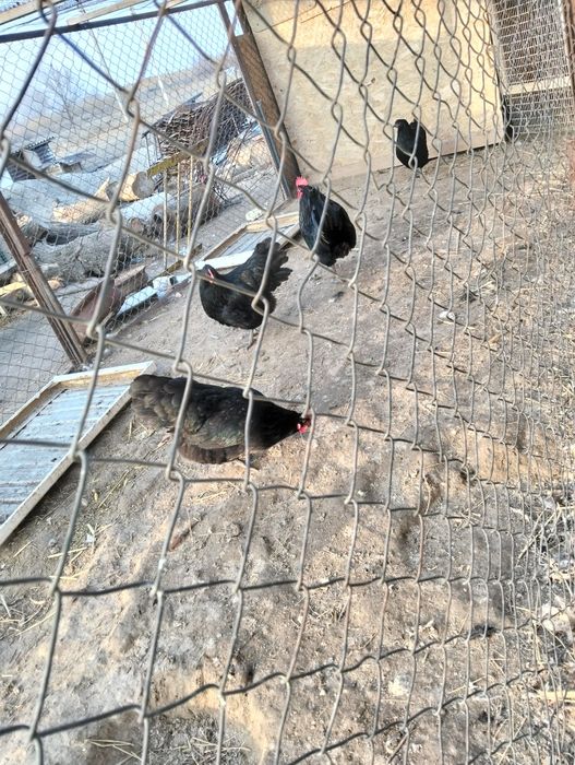 СемьЯ Австролорп