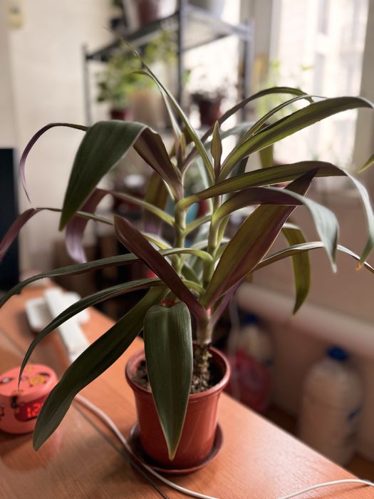 РЭО покрывальчатое.