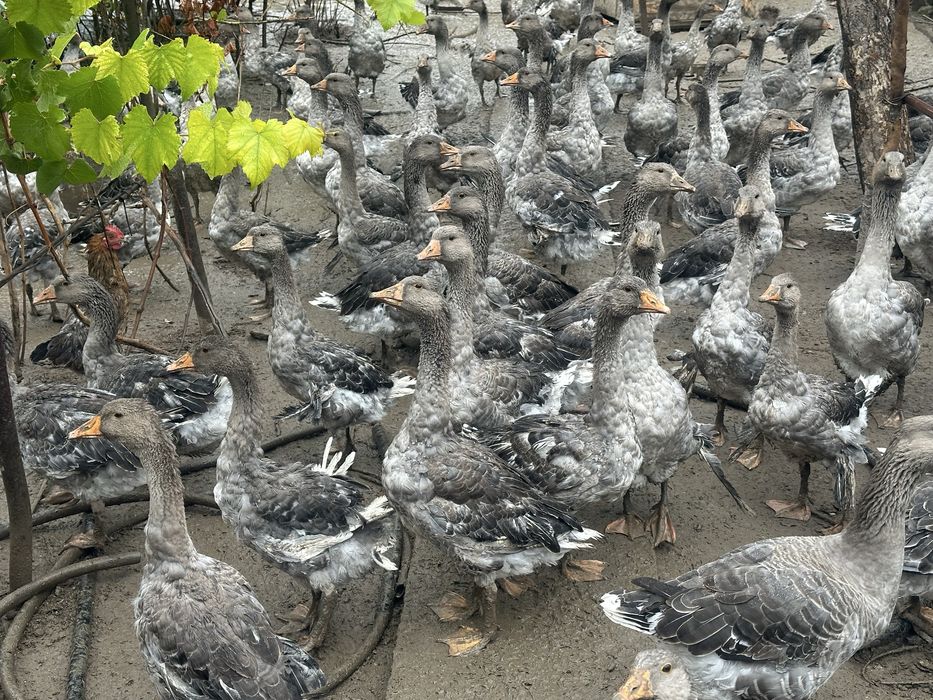 Продам гусей срочно