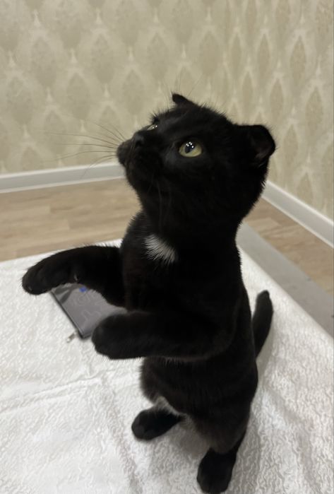 Котята разного возраста