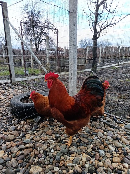 Familie gaini new hampshire