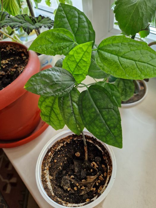 Цветы комнатные разные