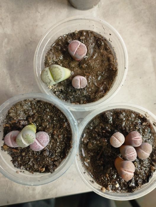 . Кактусы и суккуленты