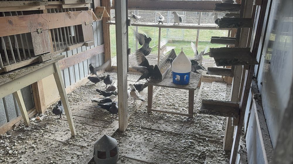 Porumbei misirli si satineti