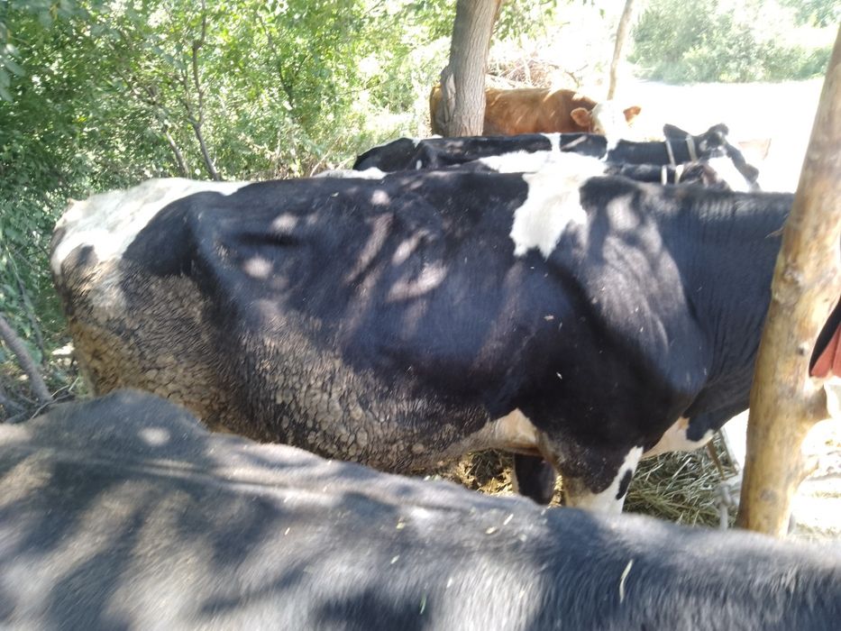 Парода букалар сотилади 15милёндан