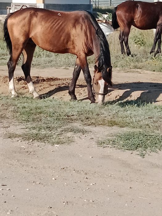 Айгыр 6 жасар. Жеребец 6 лет