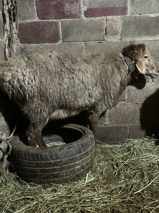 Кошкар Қошқар кучкар