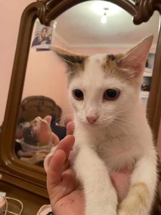 Котик 2,5 мес.  Девочка