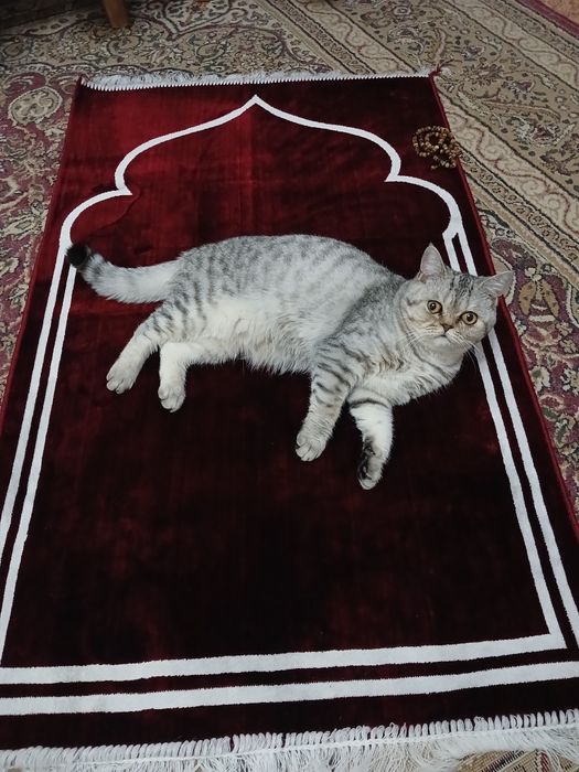 Для вязки моего кота