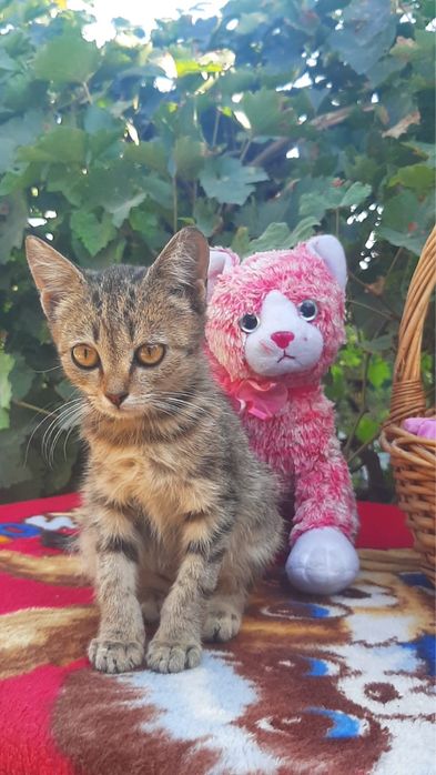 Котенок ищет самые добрые руки!!!