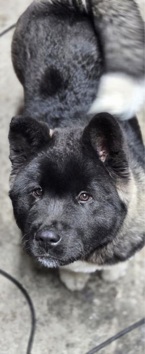 Продается щенок акиты