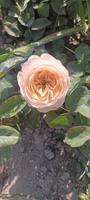 Атиргуларга 100 % гарантя