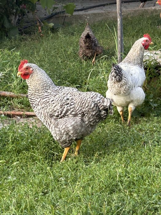 Cocoși tineri de vanzare