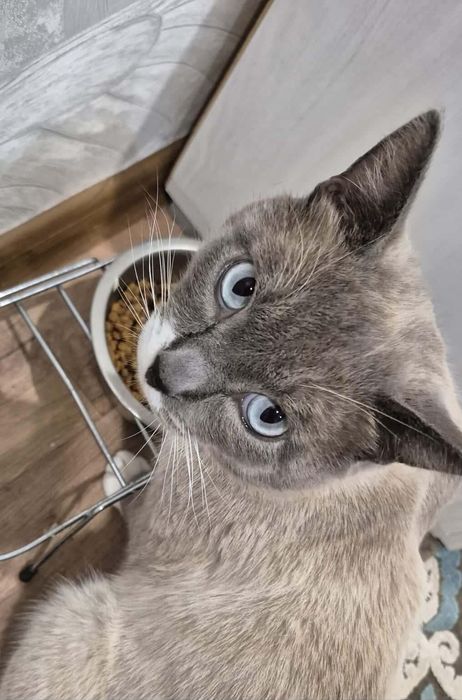 Котик в добрые ручки!