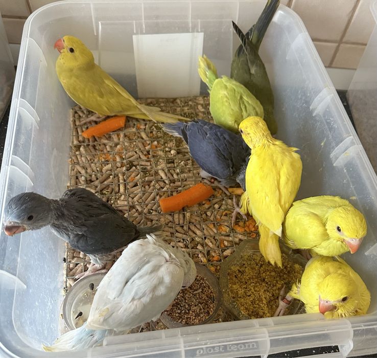 Puiuți foarte blanzi de papagali Micul Alexander