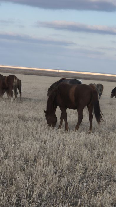 Продам кобыл. Байтал.