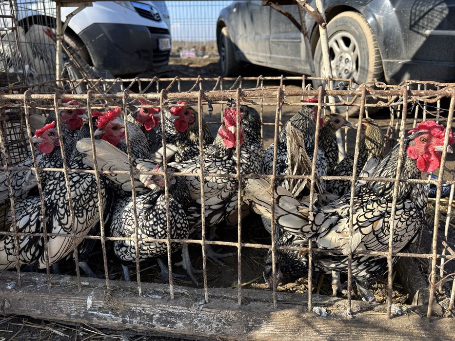 Pitice de rasa mature  craiova