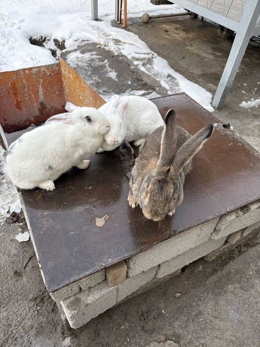 Кролики Коян