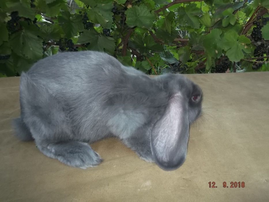 кролики французкий баран