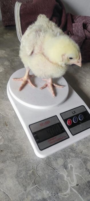 Цыплята бройлерные недельные