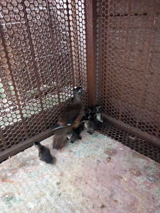 Vând masculi calorin