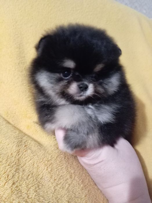 Продам щенков шпица.