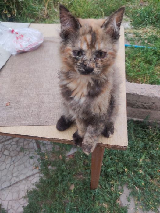 Отдам котят в хорошие руки.