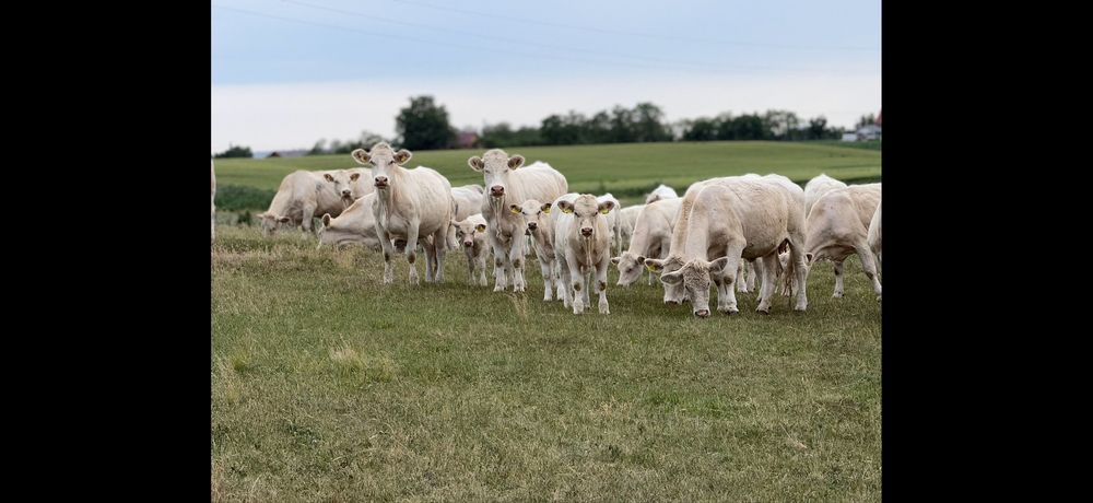Taur Monta cu Pedigree Charolais Homozigot genetic fara coarne