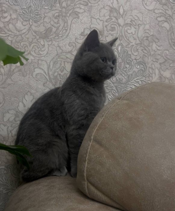 Пародали мушукларим сотаман срочно