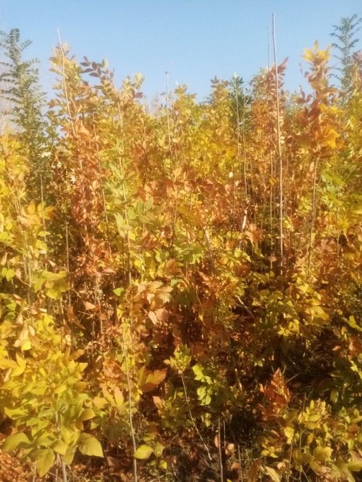 Чинор, Ясин, Клён манзарали дарахт кўчатлари