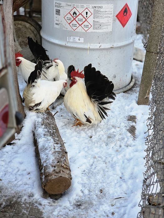 Шабо ярки и петли