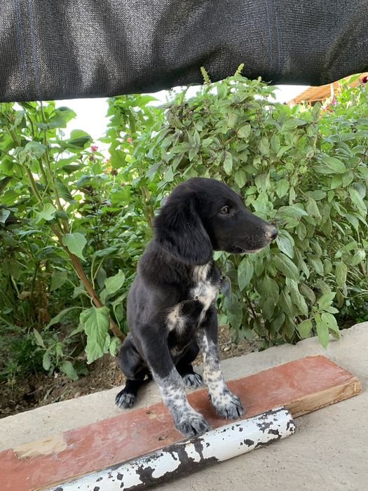 Оходник күшік 2айлық