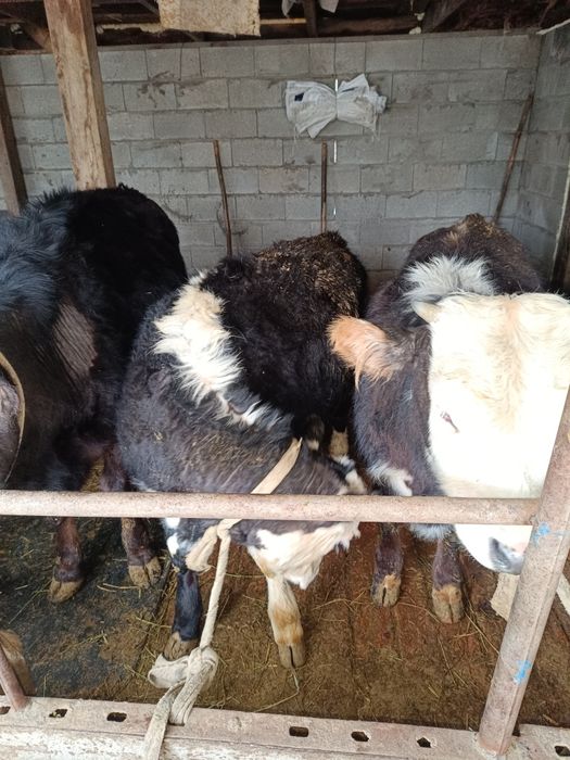 Бычки телки бараны на продажу