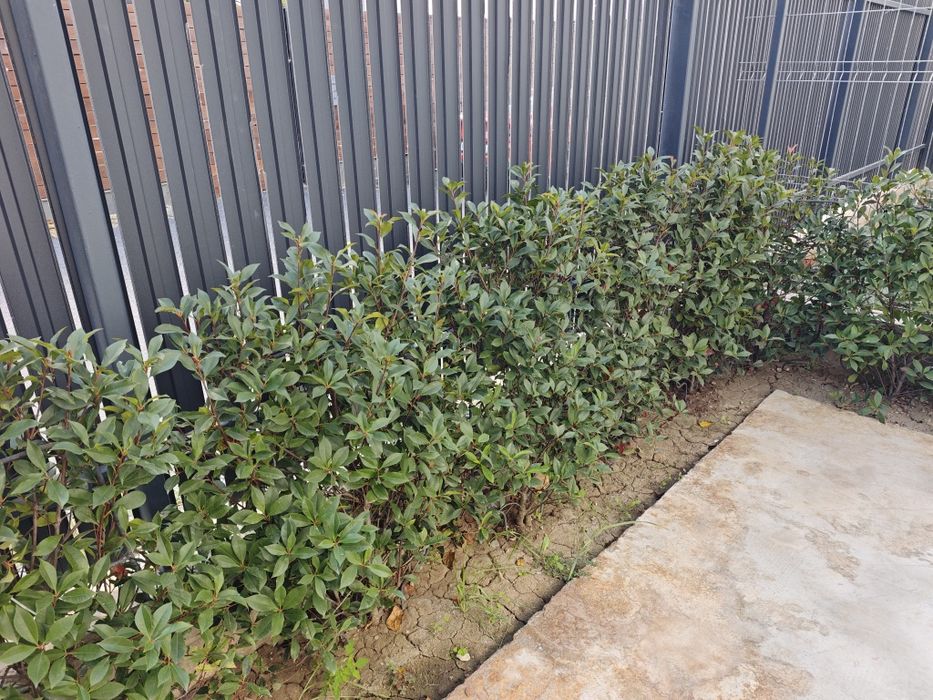 Gard viu/Arbusti/Tulpina - Photinia × fraseri "Red Robin" - Curte/Gradina