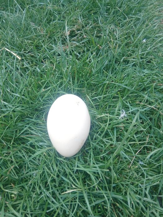 Ouă păun umeri negrii