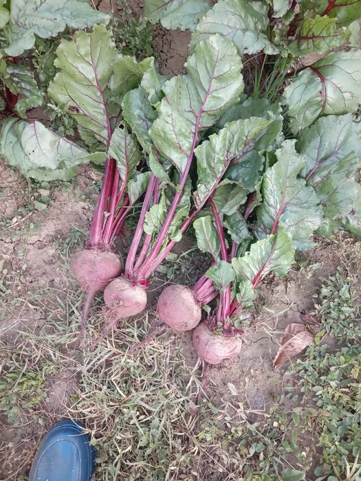 Sfecla rosie,calitate,cantitate