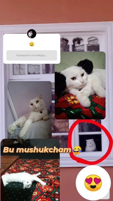 Sotiladi // ayol// latok taniydi