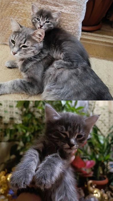 Серый котенок в добрые руки, девочка