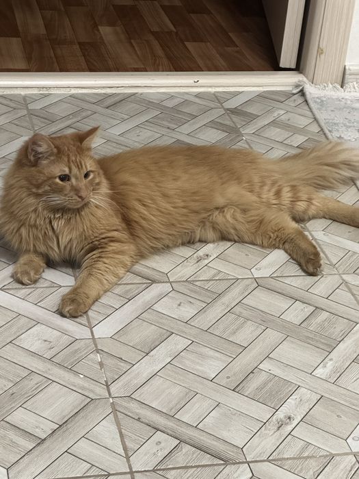 рыжий красивый кот