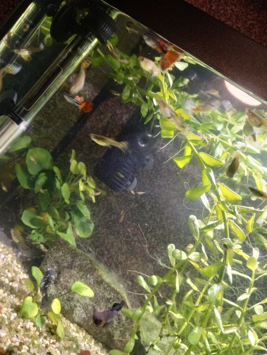 Creveți,moly balon,gupy