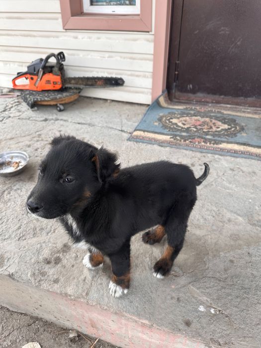 Щенок в добрые руки