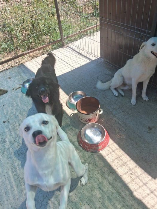 URGENT – 7 caini salvati de pe strada au nevoie de o casa in urmatoarele 3 saptamani