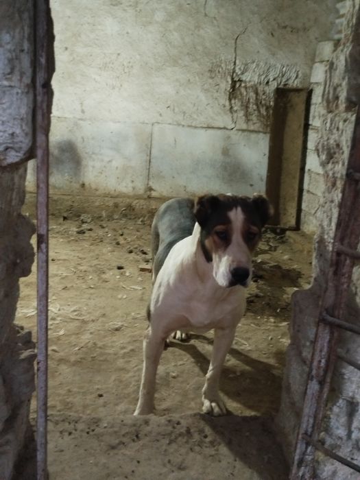 Urgochi alabay sotiladi malchik linya